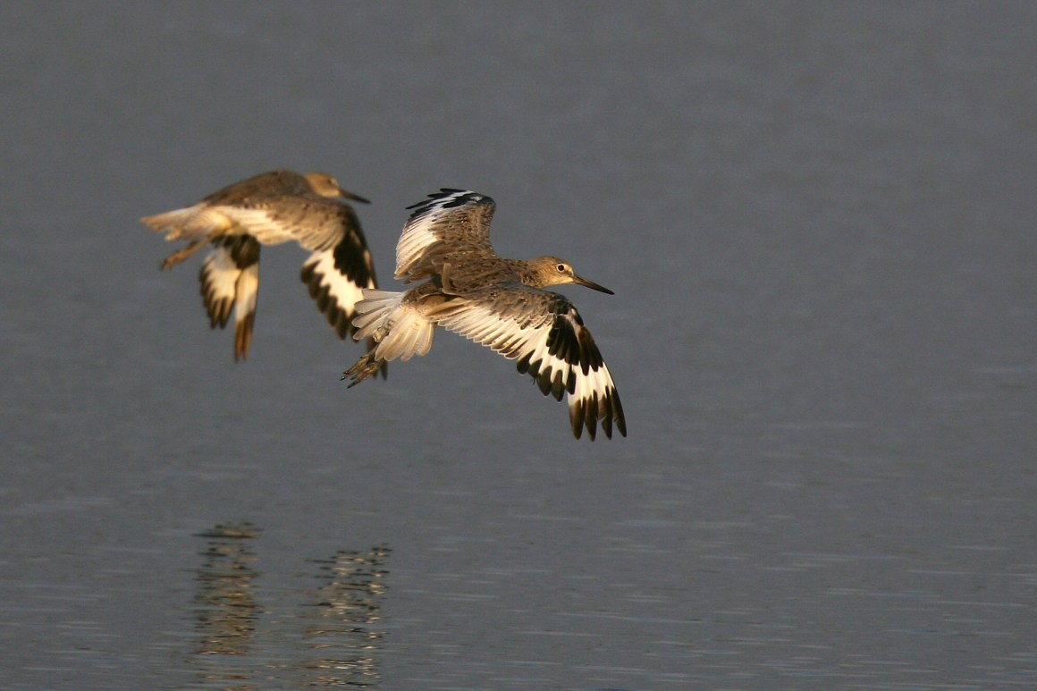 Willets fly over the Los Cerritos Wetlands.