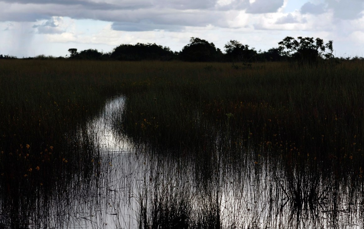 Sawgrass grows in a swampy area in the Everglades National Park, Florida.