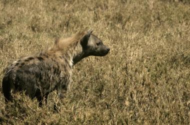 A hyena at Serengeti National Park in northern Tanzania on August 24th, 2007.