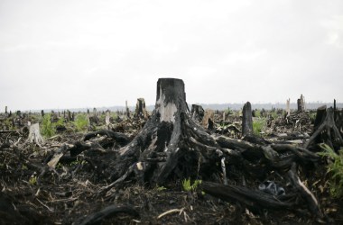 Newly planted palm oil trees are seen growing on the site of destroyed tropical rainforest in Indonesia.