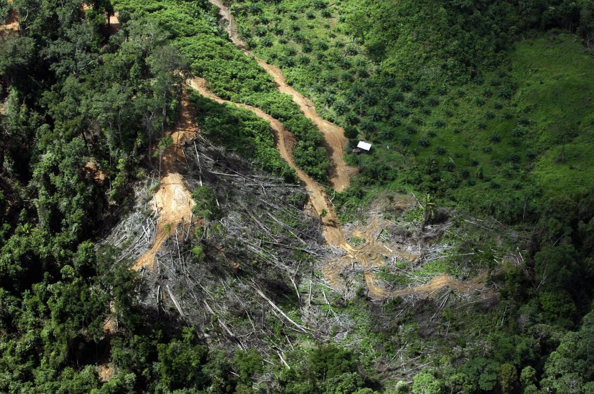 Deforestation near an encroaching palm oil plantation in the eastern Malaysian Borneo state of Sarawak.