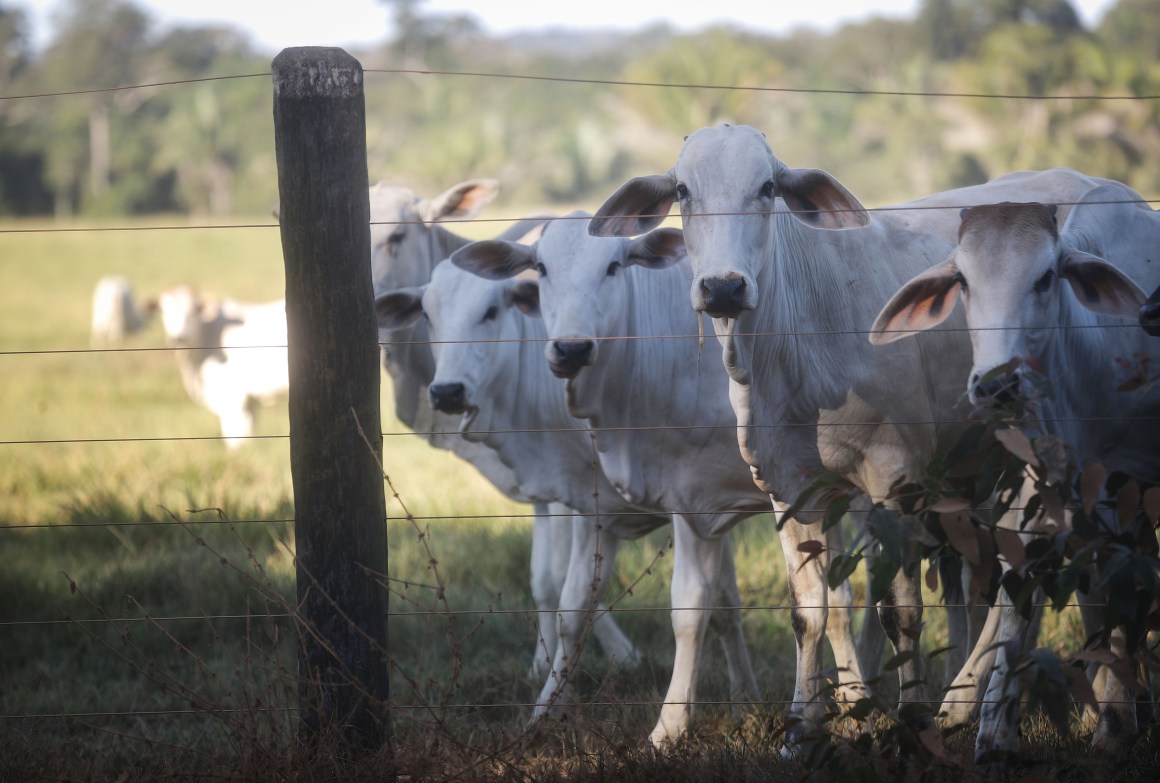 Cattle stand on a farm on June 26th, 2017, in Itapua do Oeste, Rondonia state, Brazil.