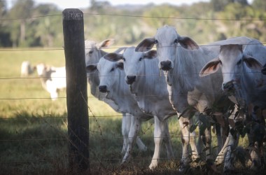 Cattle stand on a farm on June 26th, 2017, in Itapua do Oeste, Rondonia state, Brazil.