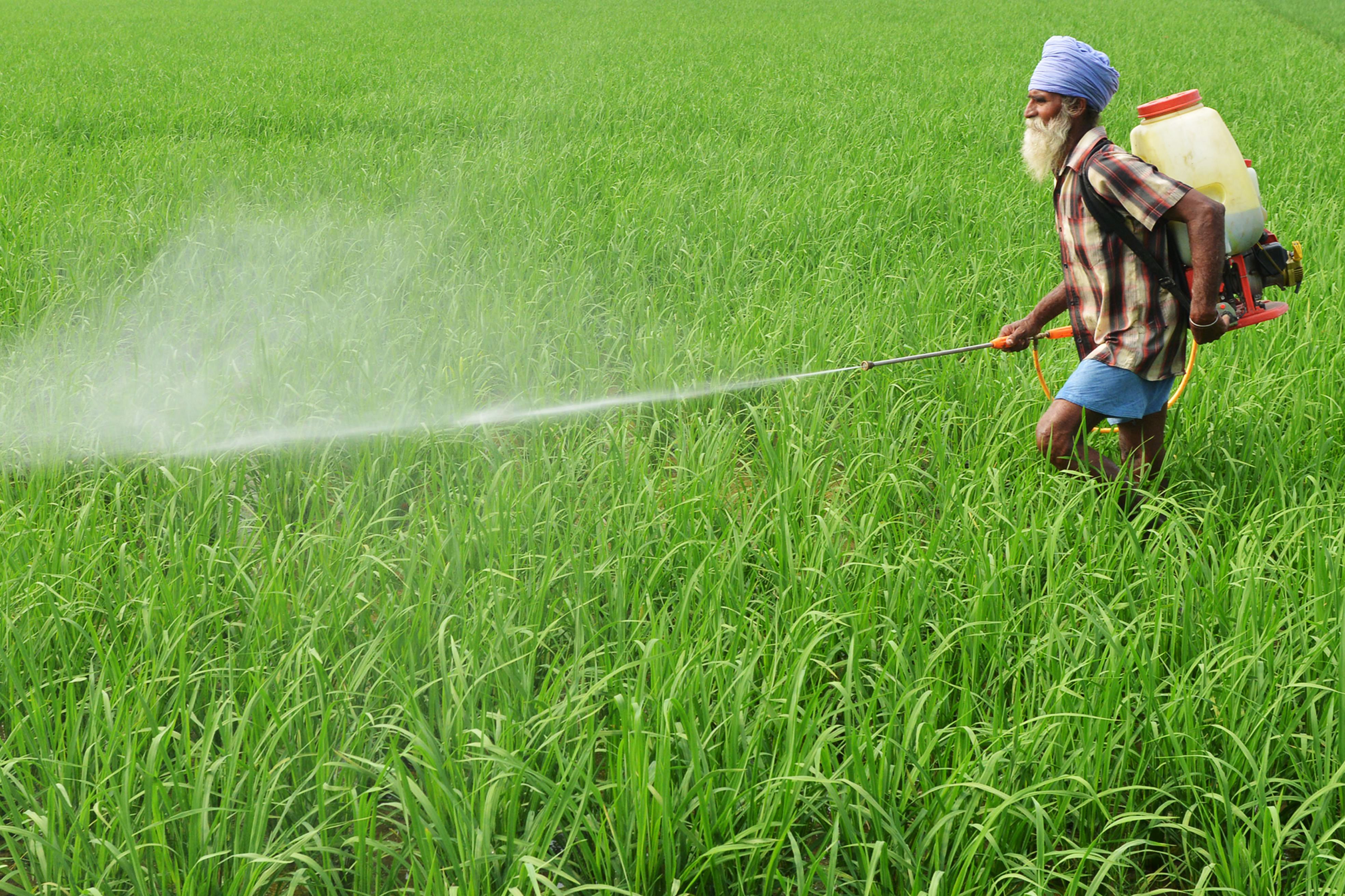 A farmer sprays insecticide onto crops in a paddy field on the outskirts of Amritsar, India, on July 16th, 2017.