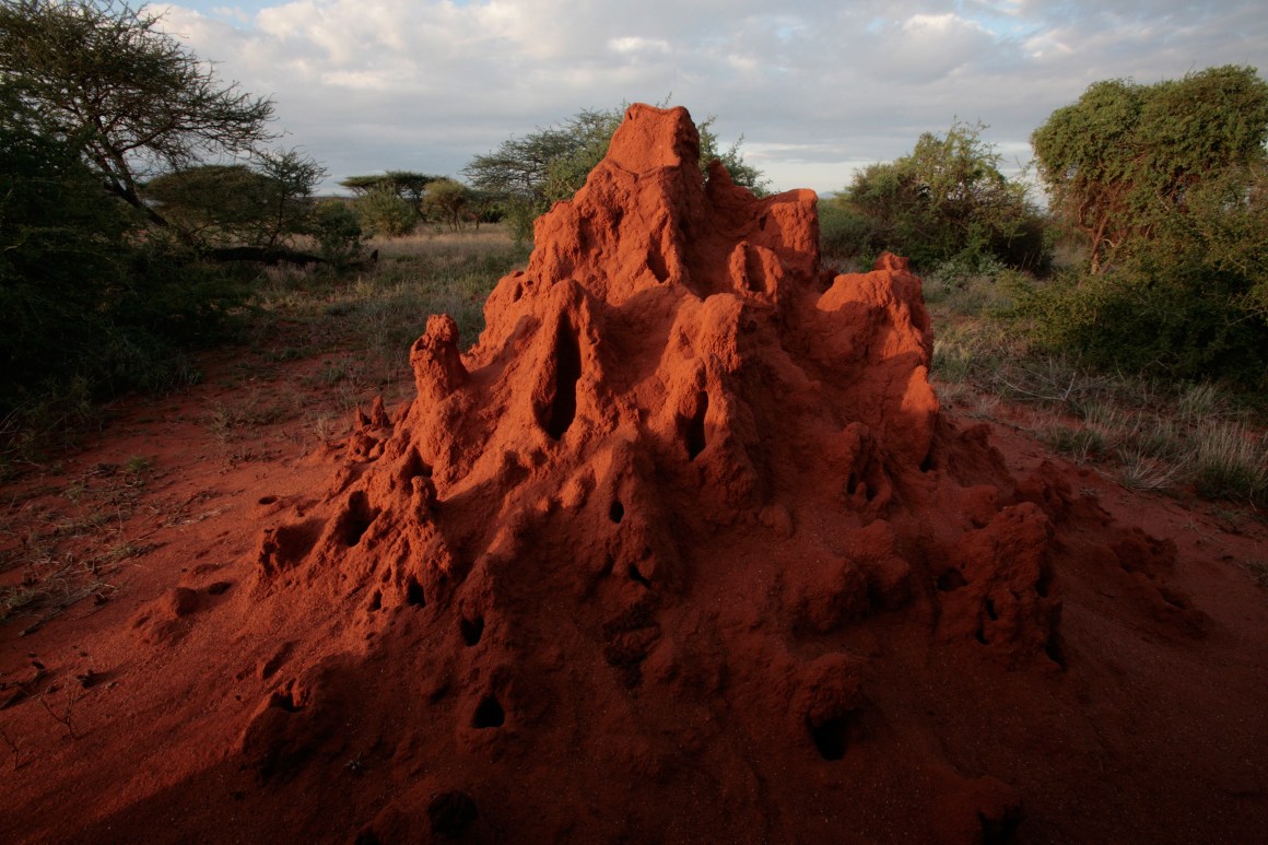 A termite mound catches the evening sun in the Masai Mara Game Reserve, Kenya.