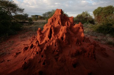 A termite mound catches the evening sun in the Masai Mara Game Reserve, Kenya.