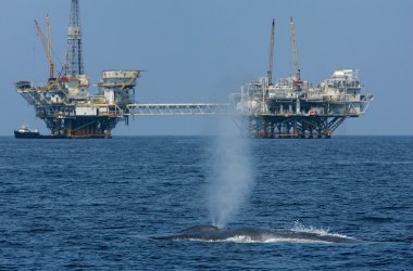 Blue whale near California coast