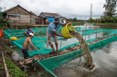 A shrimp farmer uses a plastic basket to move shrimp from one holding pen to another in a pond in the My Xuyen district in southern Vietnam.