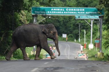 An elephant crosses National Highway-37, which passes through the flooded Kaziranga National Park in the northeastern state of Assam on August 14th, 2017.