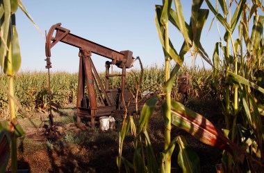 An oil rig in a corn field.