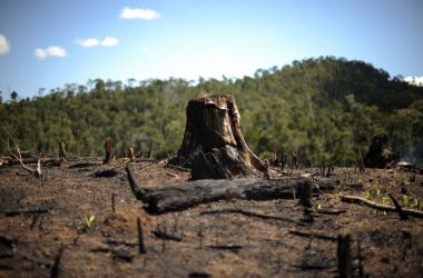 A tree stump sits in a patch of secondary forest that was burned down to make way to a field of rice near Andasibe in southwest Madagascar.