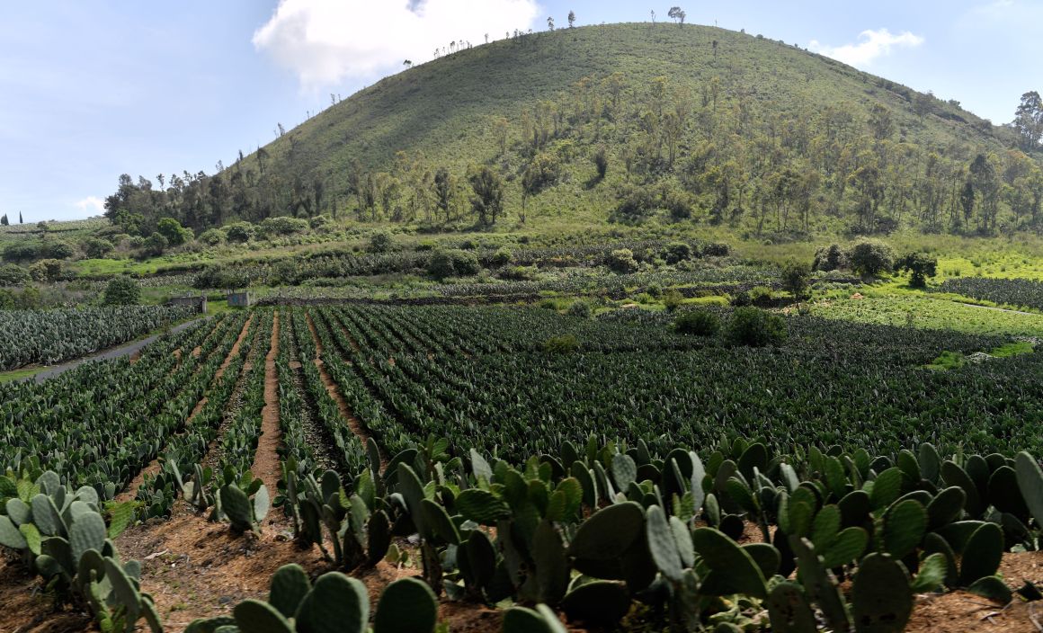 View of nopal plantations on the slopes of the extinct Teuhtli volcano in Milpa Alta borough, Mexico City. on August 3rd, 2017.