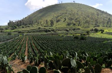 View of nopal plantations on the slopes of the extinct Teuhtli volcano in Milpa Alta borough, Mexico City. on August 3rd, 2017.