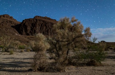 A desert smoke tree is illuminated by half-moon light in the Trilobite Wilderness region of Mojave Trails National Monument near Essex, California.