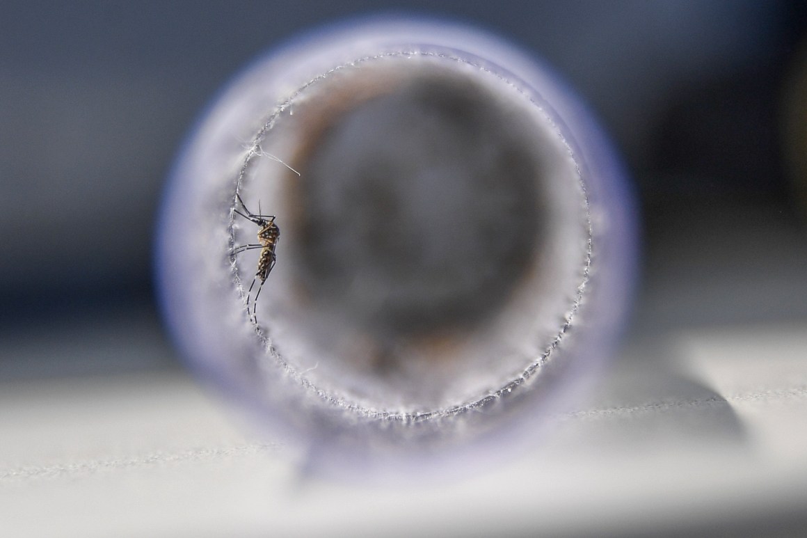 View of Aedes aegypti mosquitoes infected with a bacteria that prevents them from spreading dengue, Zika, and chikungunya.