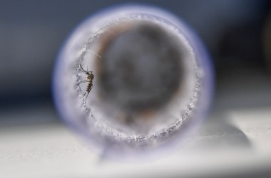 View of Aedes aegypti mosquitoes infected with a bacteria that prevents them from spreading dengue, Zika, and chikungunya.