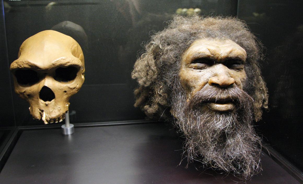 Picture taken at the Musee de l'Homme in Paris shows a reconstruction of a head of a Homo Rhodesiensis, a possible hominin species described from the fossil Rhodesian Man.