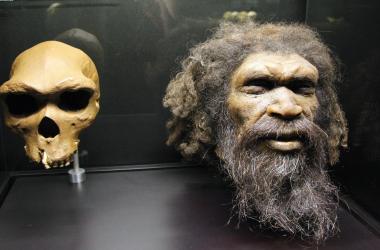 Picture taken at the Musee de l'Homme in Paris shows a reconstruction of a head of a Homo Rhodesiensis, a possible hominin species described from the fossil Rhodesian Man.