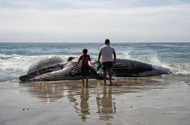 People look at a dead grey whale washed ashore at Maria Martha beach on September 12th, 2017, in the Rosarito, Baja California state of Northwestern Mexico.