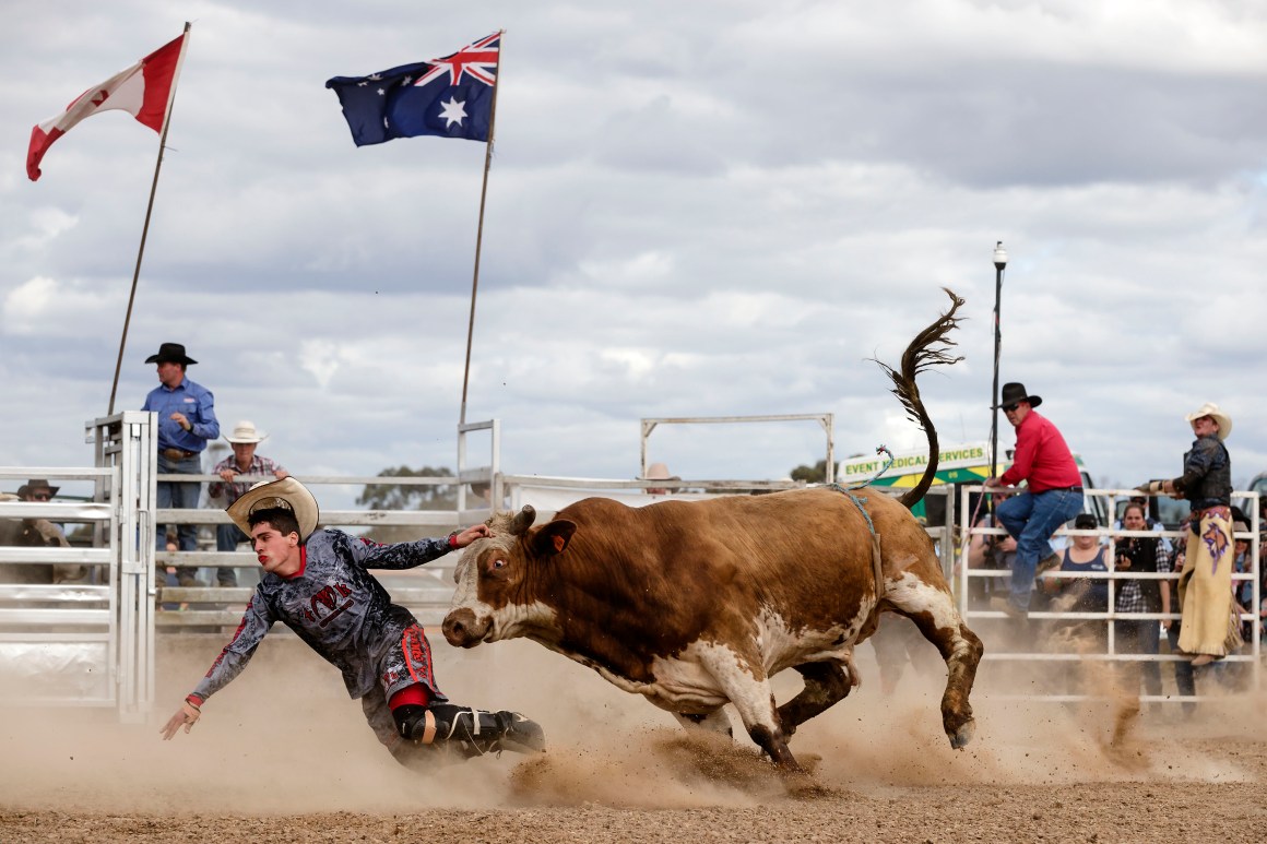 A bull chases down a rodeo clown at the 2017 Deni Ute Muster on September 29th, 2017, in Deniliquin, Australia.