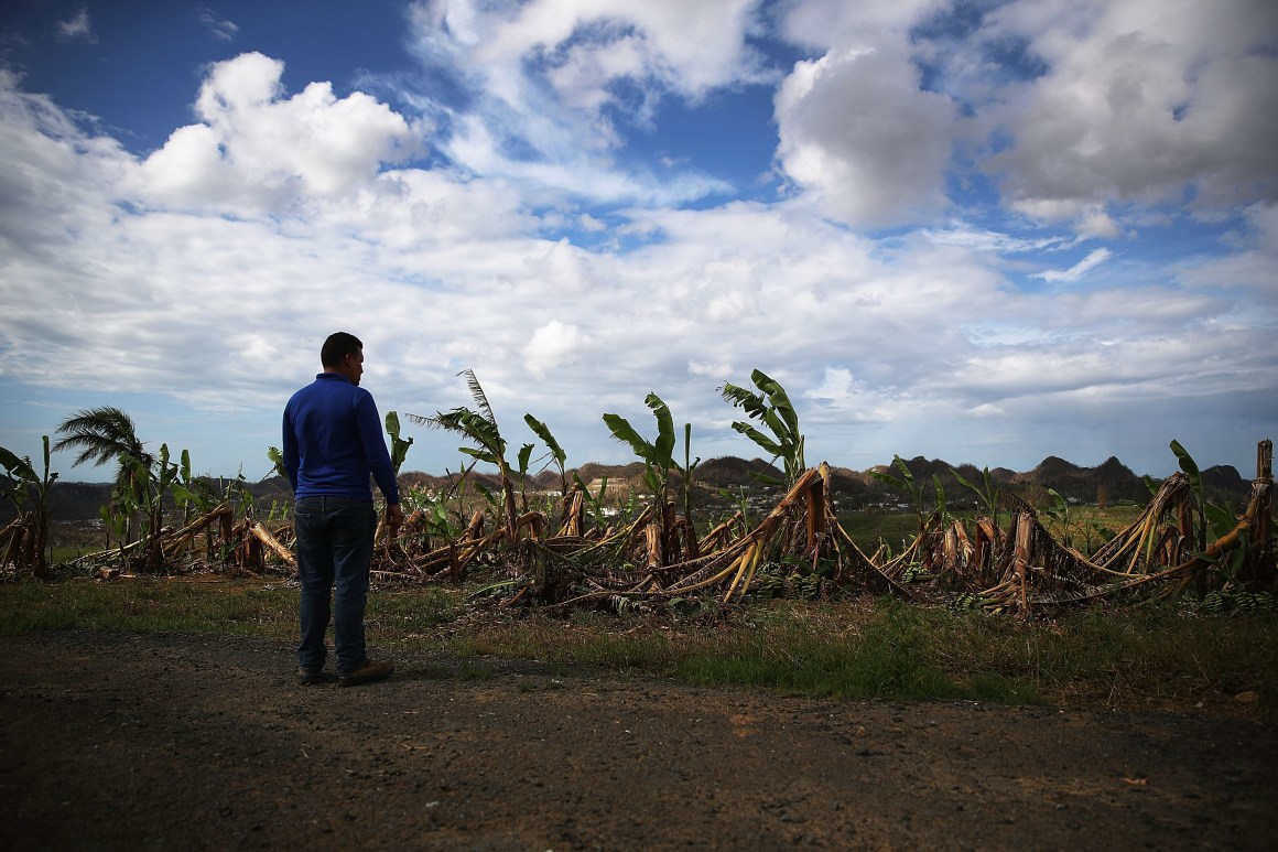 Banana trees are seen knocked over by the winds of Hurricane Maria, in Corozal, Puerto Rico, on October 2nd, 2017.