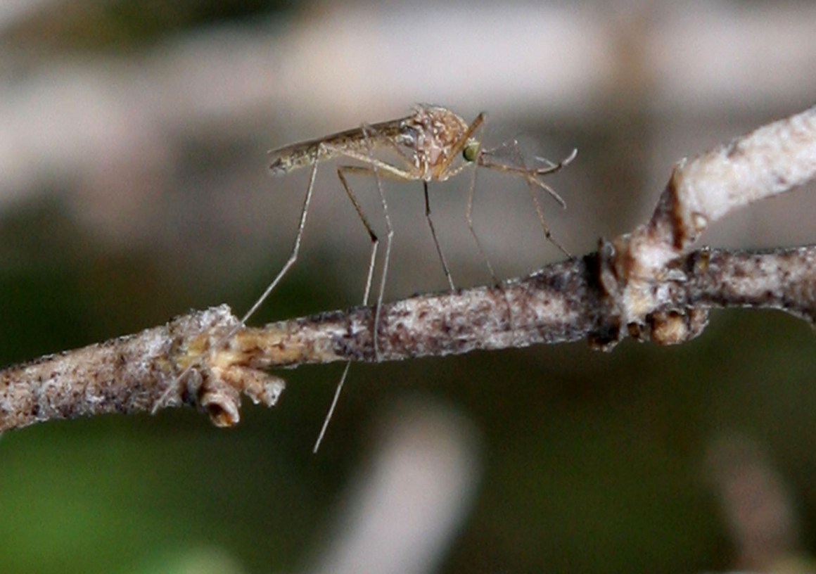 A mosquito sits on a stick April 9th, 2009, in Martinez, California.