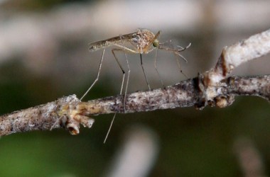 A mosquito sits on a stick April 9th, 2009, in Martinez, California.