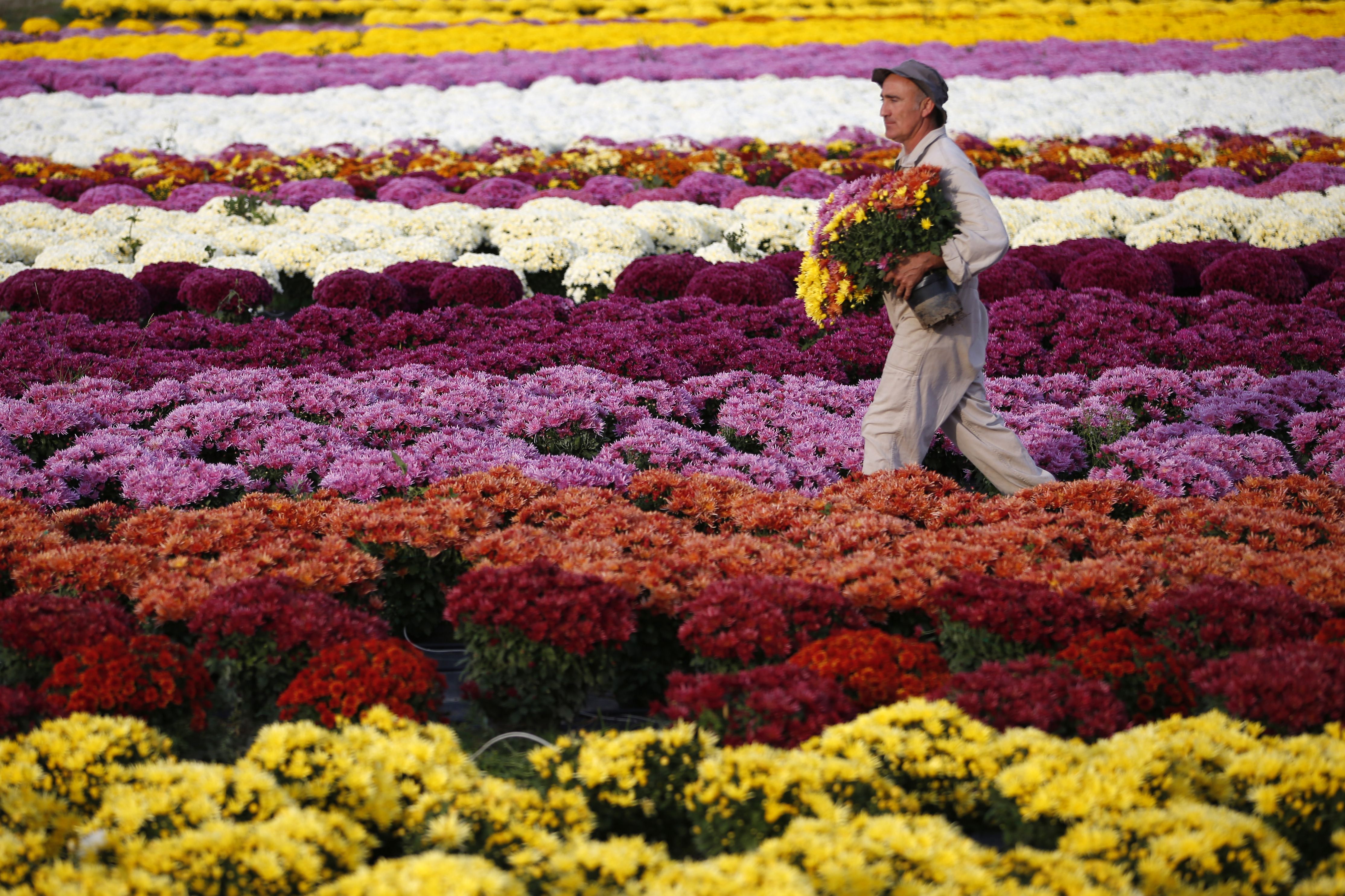 A chrysanthemum producer walks in his field as he picks up pots in Ajaccio, on the French Mediterranean Island of Corsica, on October 26th, 2017. Thousands of chrysanthemums are sold on the island as they are placed on graves for All Saints' Day on November 1st.