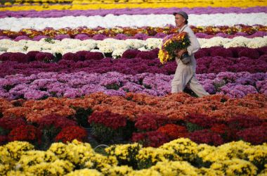 A chrysanthemum producer walks in his field as he picks up pots in Ajaccio, on the French Mediterranean Island of Corsica, on October 26th, 2017. Thousands of chrysanthemums are sold on the island as they are placed on graves for All Saints' Day on November 1st.