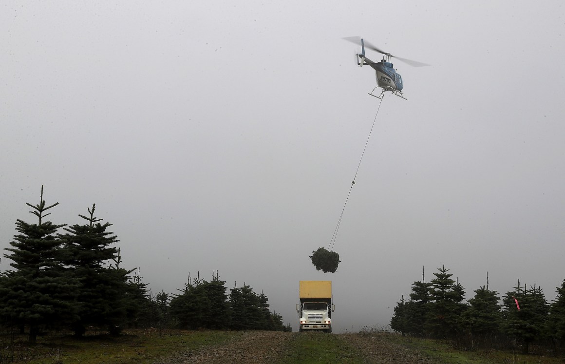 A helicopter drops a bundle of freshly harvested Christmas trees into a truck at the Holiday Tree Farms on November 18th, 2017, in Monroe, Oregon.