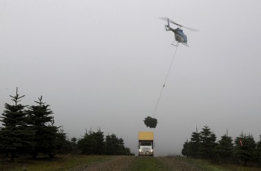 A helicopter drops a bundle of freshly harvested Christmas trees into a truck at the Holiday Tree Farms on November 18th, 2017, in Monroe, Oregon.