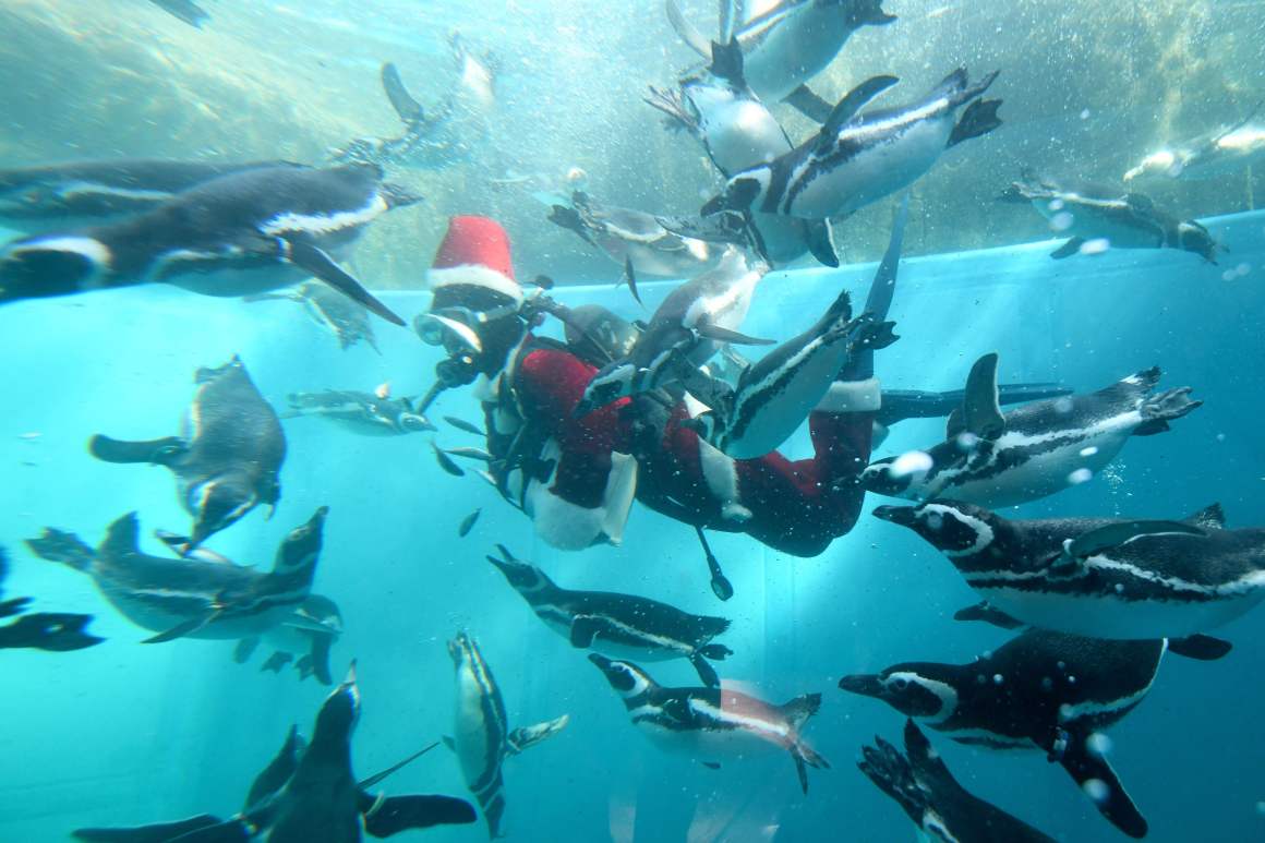 A keeper clad in a Santa Claus costume feeds Magellanic penguins in a water tank as part of Christmas events at Hakkeijima Sea Paradise amusement park in Yokohama, a suburb of Tokyo, on December 5th, 2017.