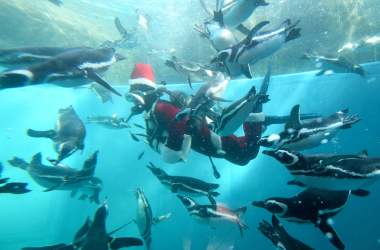 A keeper clad in a Santa Claus costume feeds Magellanic penguins in a water tank as part of Christmas events at Hakkeijima Sea Paradise amusement park in Yokohama, a suburb of Tokyo, on December 5th, 2017.