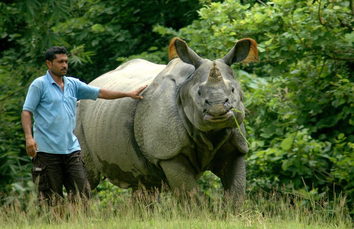 An Indian one-horned rhinoceros chews grass as a zookeeper stands alongside at the Assam State Zoo in Guwahati, the capital city of the northeastern state of Assam.