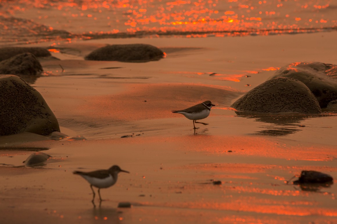 A smoke-filled sky filters sunlight to orange around shorebirds as the Thomas Fire threatened communities from Carpinteria to Santa Barbara on December 12th, 2017, in Carpinteria, California.