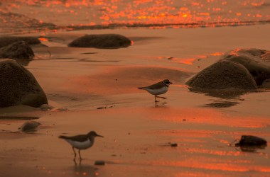 A smoke-filled sky filters sunlight to orange around shorebirds as the Thomas Fire threatened communities from Carpinteria to Santa Barbara on December 12th, 2017, in Carpinteria, California.