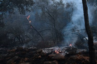 Trees burn in Toro Canyon, California, on December 12th, 2017.