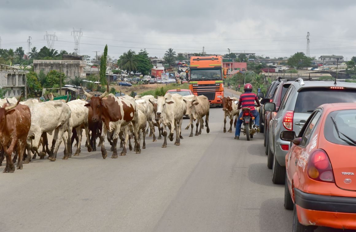 Motorists wait as cows cross a road in Abobo, a suburb of Abidjan, Ivory Coast, on January 3rd, 2018.