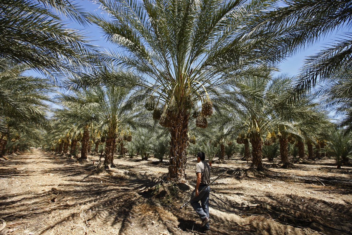 Agronomist Jose Arabs measures soil moisture and collect samples for salinity testing in a new Date tree orchard which is using drip irrigation in Coachella Valley, California.