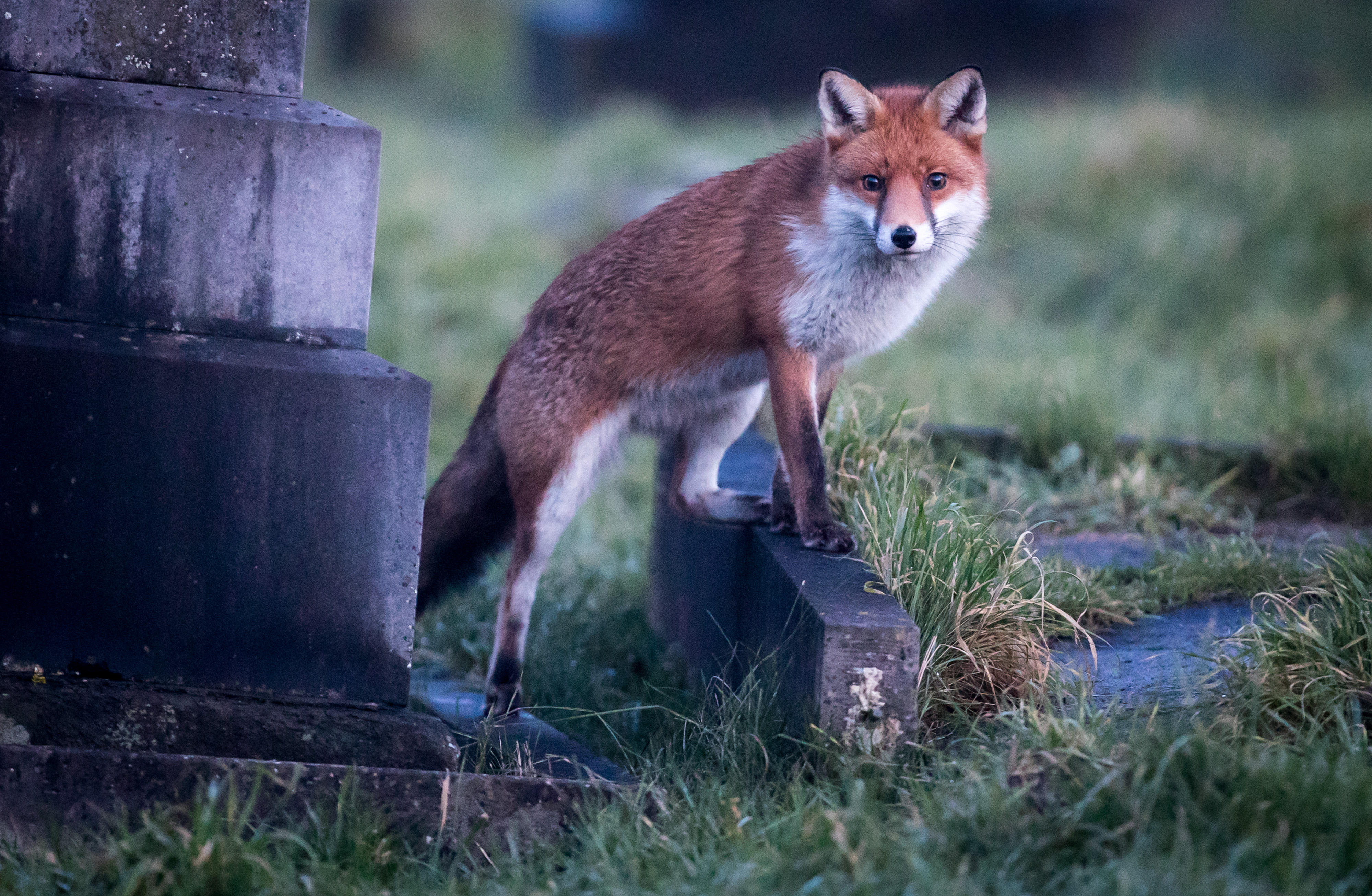 A fox walks through a cemetery at dusk on January 10th, 2018, in Bath, England. Although the number of foxes in the United Kingdom is actually on the decline, the number of urban foxes in England has quadrupled in the past 20 years with an estimated 150,000 foxes in England, or about one for every 300 urban residents, according to a recent study.