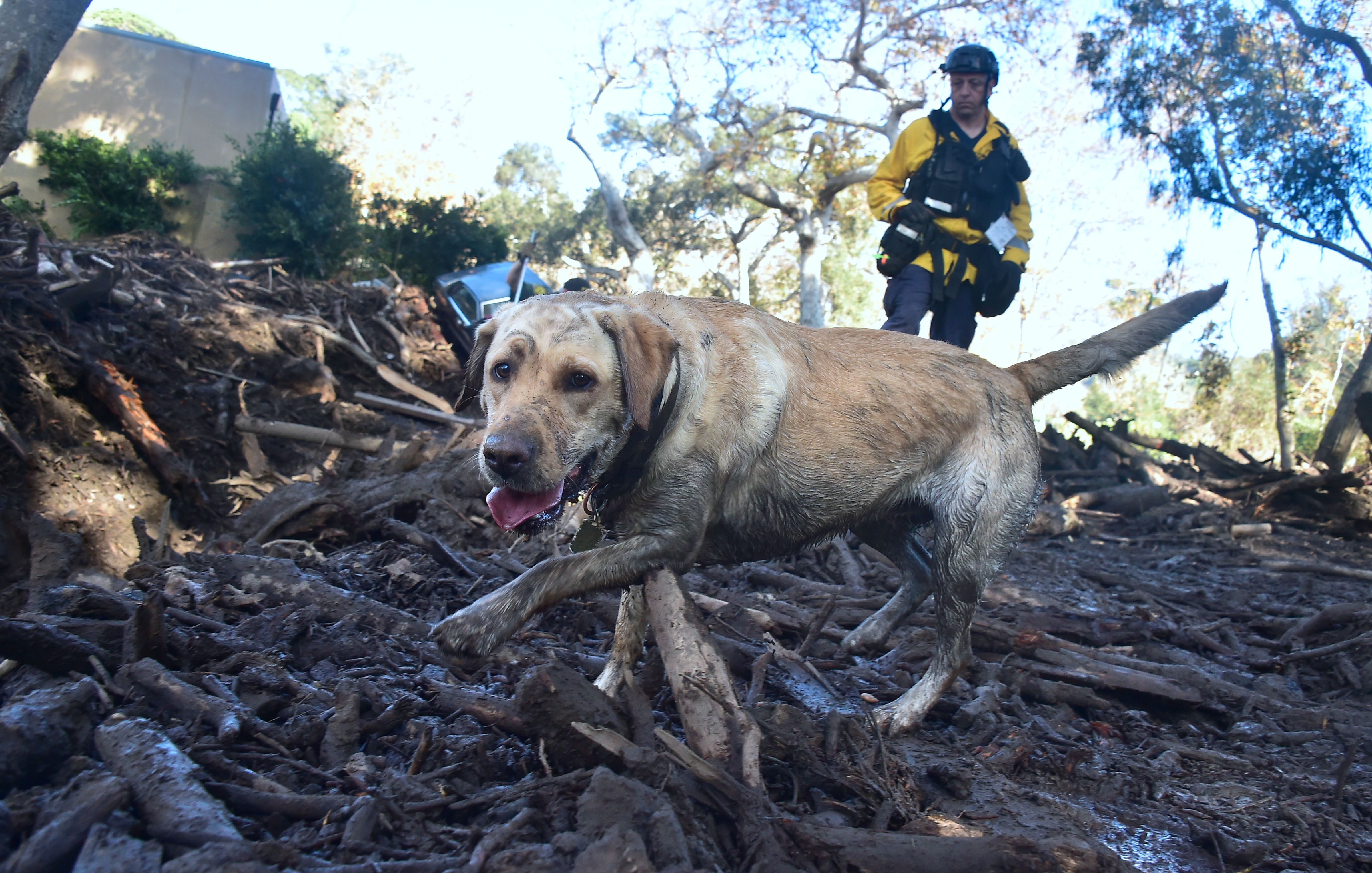 A member of a search and rescue team and his search dog sift through debris looking for victims on a property in Montecito, California, on January 12th, 2018.