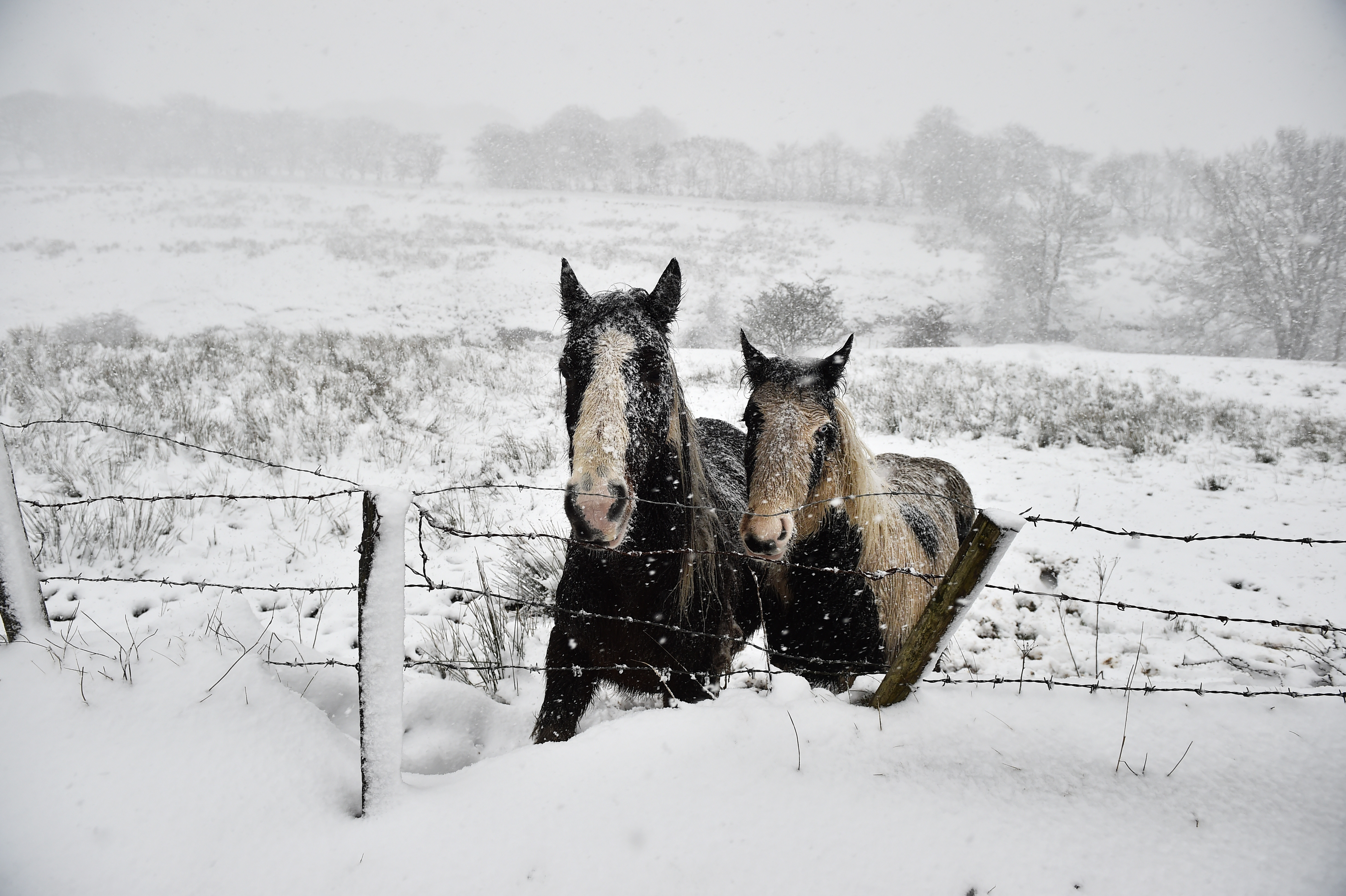 Two wild horses stand together on Black Mountain as heavy snow falls on January 16th, 2018, in Belfast, Northern Ireland. The Met Office has placed an amber weather warning alert on the province with school closures and some roads impassable. More snow is expected over the next 24 hours.