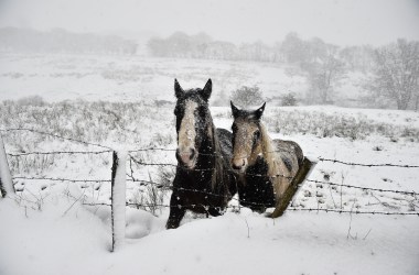 Two wild horses stand together on Black Mountain as heavy snow falls on January 16th, 2018, in Belfast, Northern Ireland. The Met Office has placed an amber weather warning alert on the province with school closures and some roads impassable. More snow is expected over the next 24 hours.