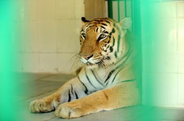 A Bengal tiger at rest.