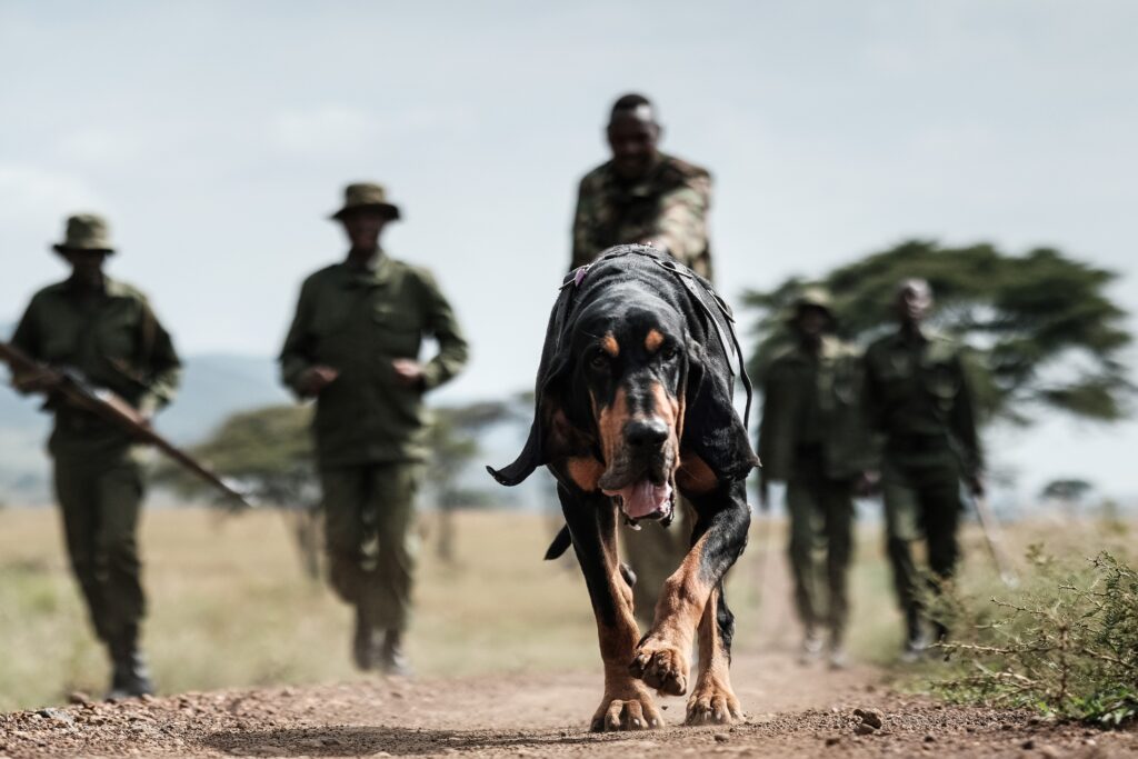 How Detection Dogs Help Wildlife Rangers Curb Crime in the Maasai Mara ...