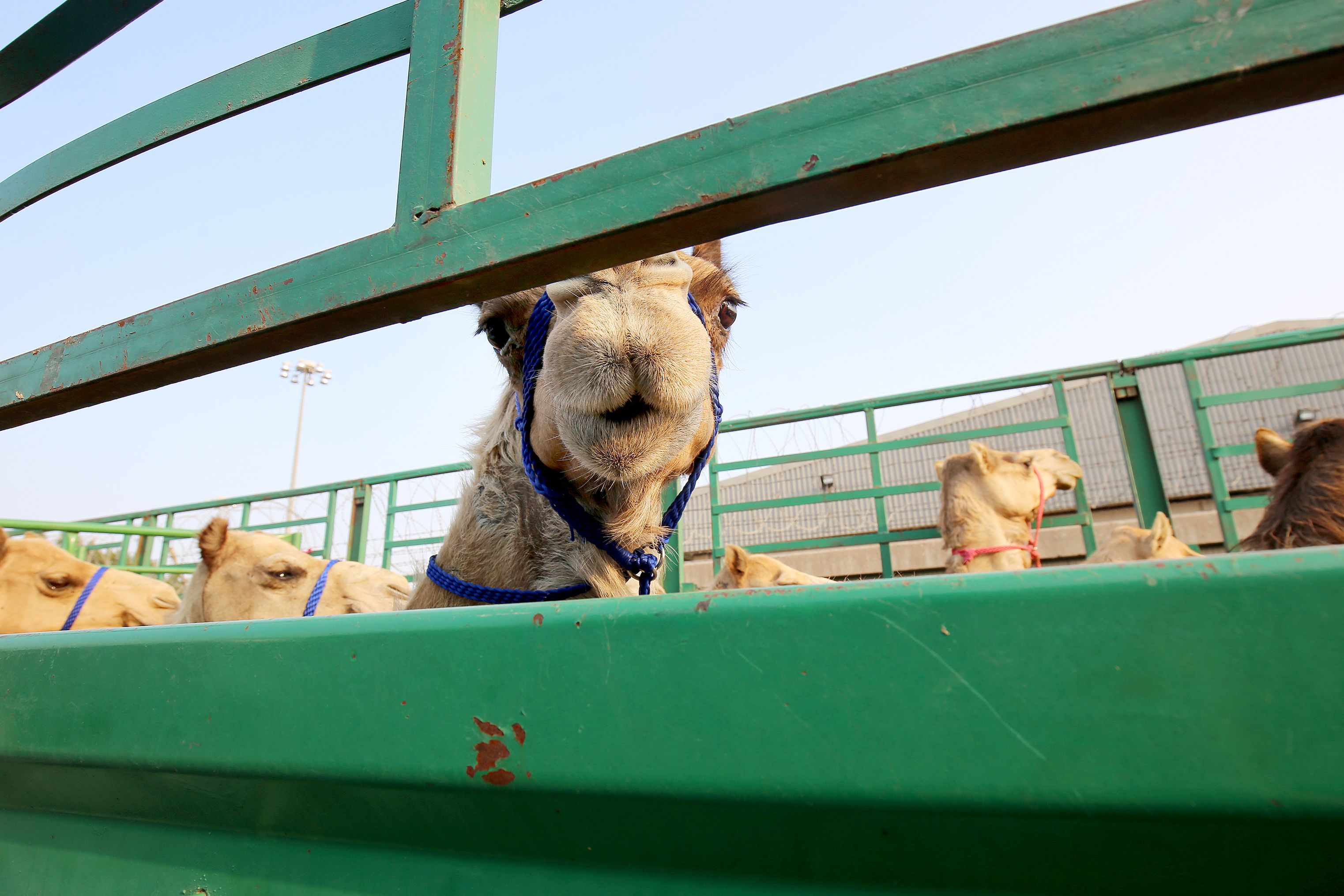 Camels belonging to Qatari owners are seen inside a truck next to the Shuwaikh Port in Kuwait City, Kuwait, on February 28th, 2018. More than 10,000 camels have been stuck in Saudi Arabia since the beginning of the Gulf Cooperation Council crisis.