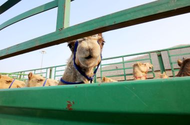 Camels belonging to Qatari owners are seen inside a truck next to the Shuwaikh Port in Kuwait City, Kuwait, on February 28th, 2018. More than 10,000 camels have been stuck in Saudi Arabia since the beginning of the Gulf Cooperation Council crisis.