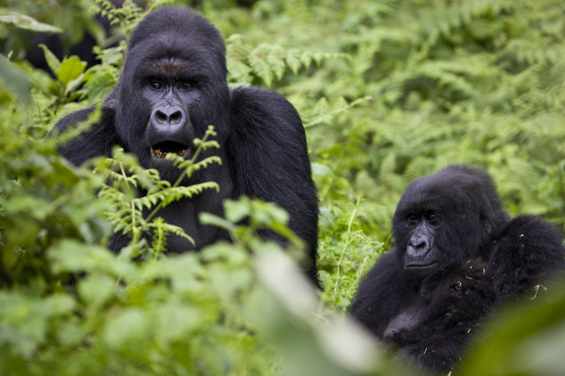 Mountain gorillas.