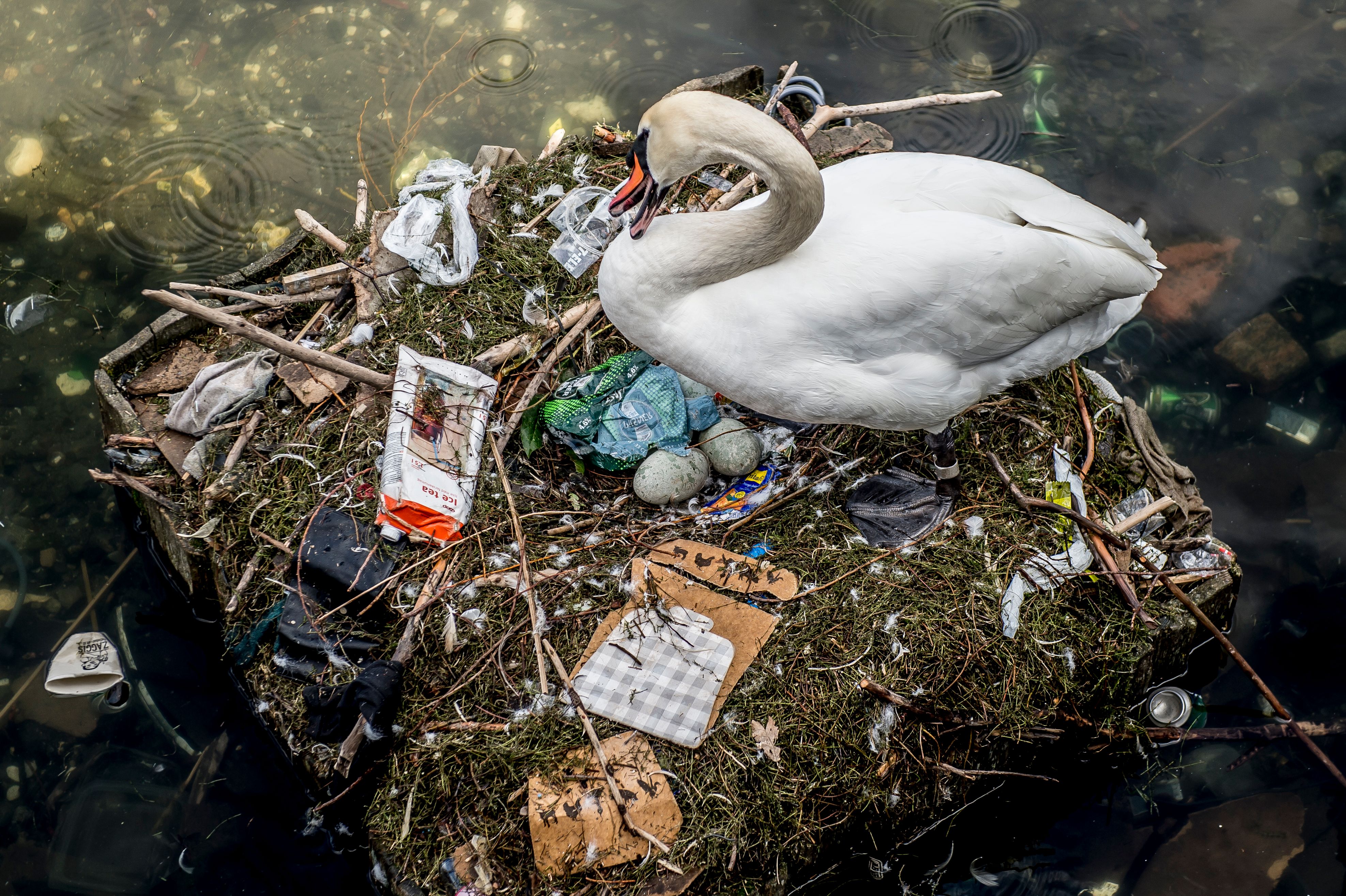 A swan sits in its nest in a lake near Queen Louise's Bridge in central Copenhagen, Denmark, on April 17th, 2018. The swan's nest is partly made out of trash from the lake and contains several eggs.