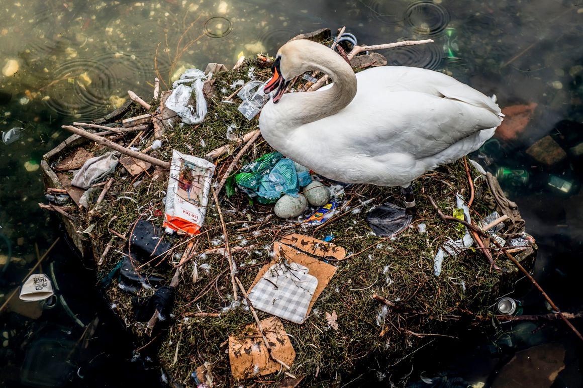 A swan sits in its nest in a lake near Queen Louise's Bridge in central Copenhagen, Denmark, on April 17th, 2018. The swan's nest is partly made out of trash from the lake and contains several eggs.